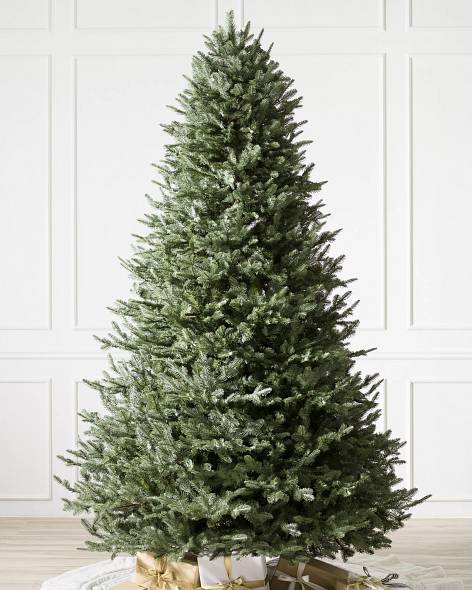 BH Balsam Fir Tree- child-1